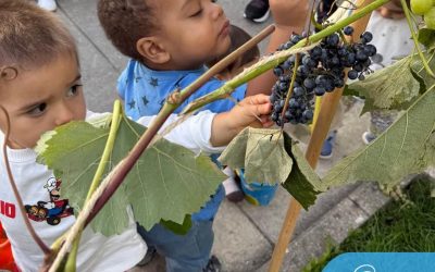 25’10’14 – VINDIMAS